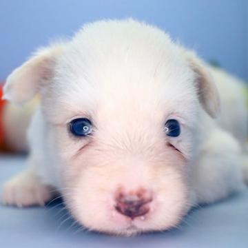 ボーダーコリー【埼玉県・女の子・2022年8月12日・レッド&ホワイト】の写真「兄弟仲良くスクスクと成長しています♪」