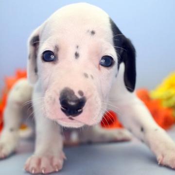 ダルメシアン【埼玉県・男の子・2022年8月15日・ブラック&ホワイト】の写真「兄弟仲良くスクスクと成長しています♪」