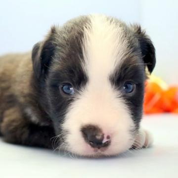 ボーダーコリー【埼玉県・女の子・2022年6月25日・ブラック&ホワイト】の写真「兄弟仲良くスクスクと成長しています♪」