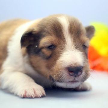 シェットランドシープドッグ【埼玉県・女の子・2022年6月25日・セーブル&ホワイト】の写真「兄弟仲良くスクスクと成長しています♪」