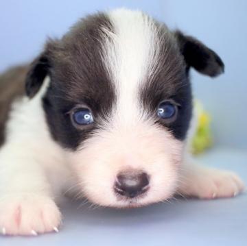 ボーダーコリー【埼玉県・女の子・2022年8月12日・ブラック&ホワイト】の写真「兄弟仲良くスクスクと成長しています♪」