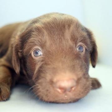 フラットコーテッドレトリバー【埼玉県・女の子・2022年9月27日・レバー】の写真「兄弟仲良く成長中です！」