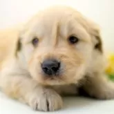 ゴールデンレトリバー【埼玉県・男の子・2024年1月7日・ゴールド】の写真1