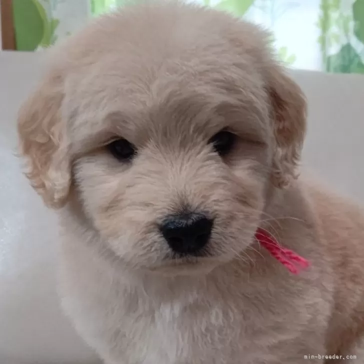 ID：2502-04538の子犬