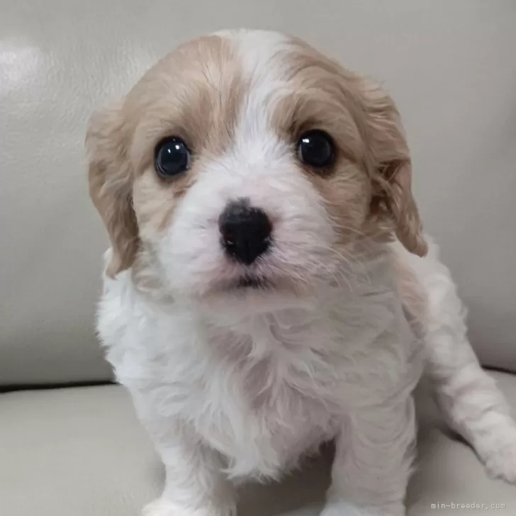 ID：2412-05753の子犬