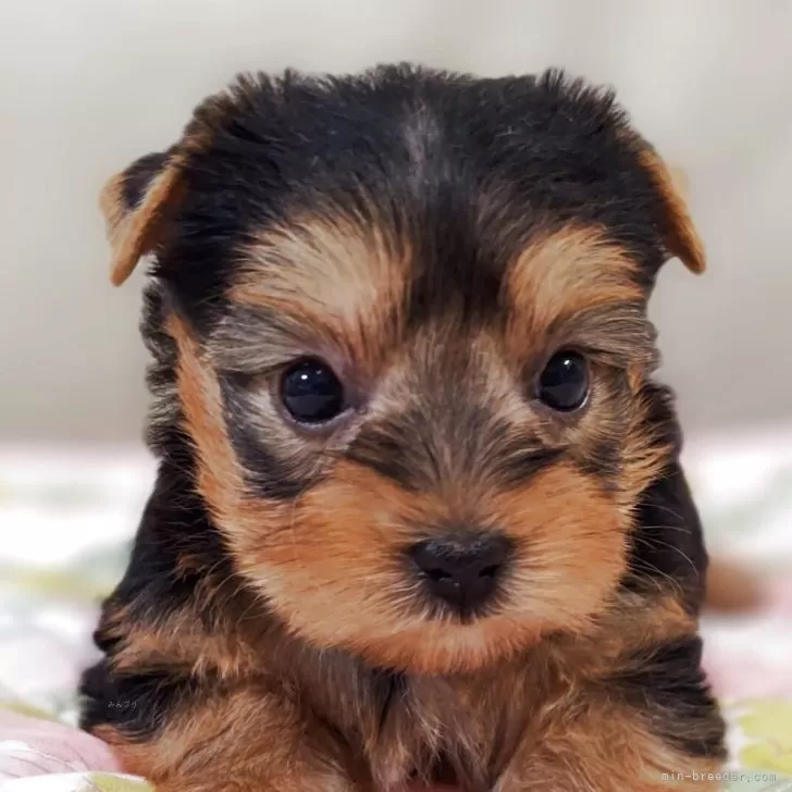 ヨークシャーテリア【兵庫県・女の子・2025年9月30日・スチールブルー&amp;タン】の写真1