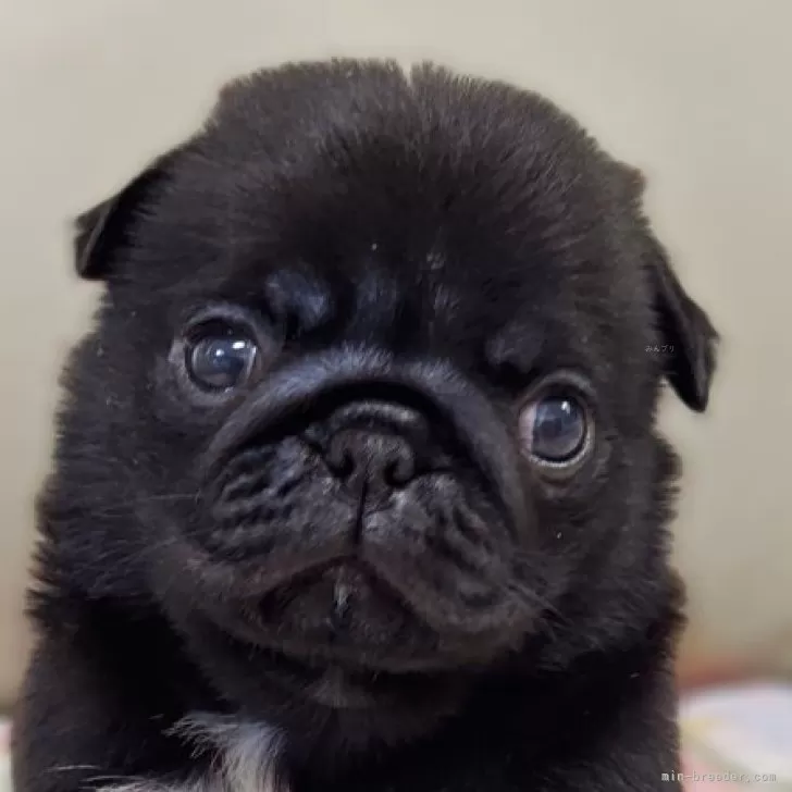 ID:2506-07895の子犬