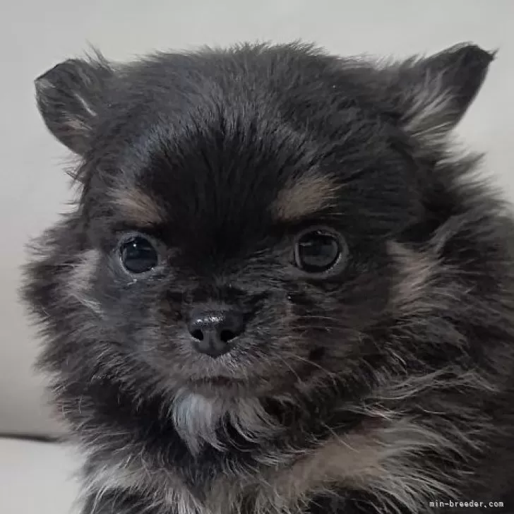 ID:2502-05626の子犬