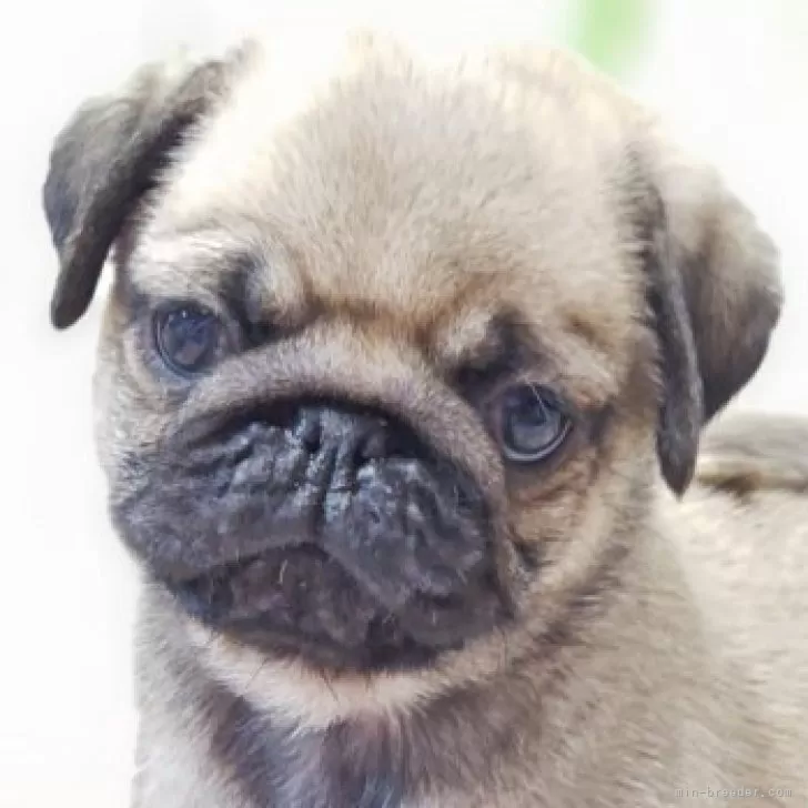 U 様のお迎えした子犬