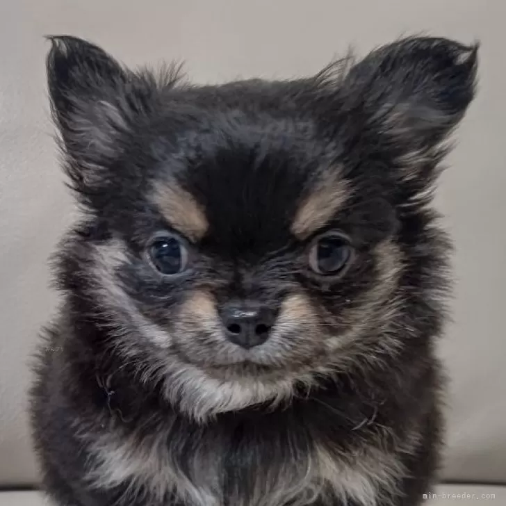 ID：2502-05621の子犬