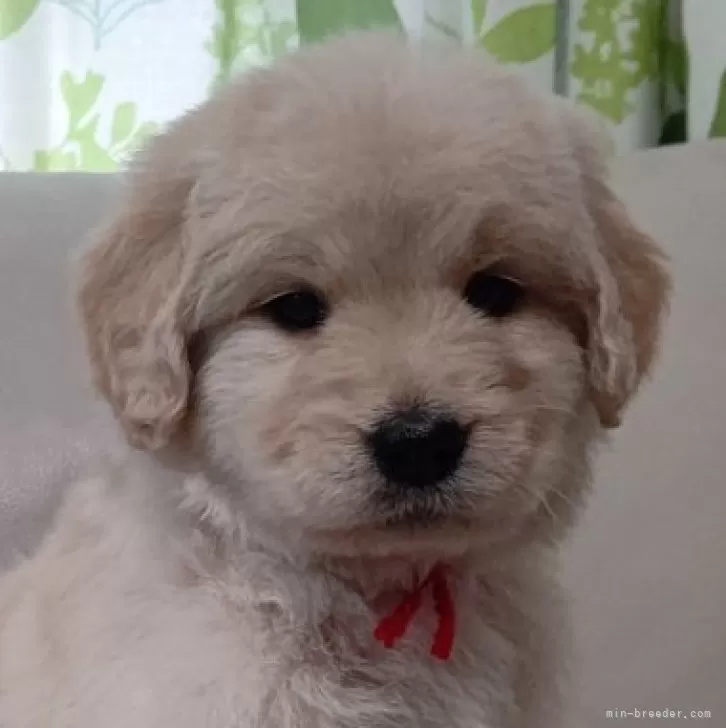 ID：2502-04532の子犬