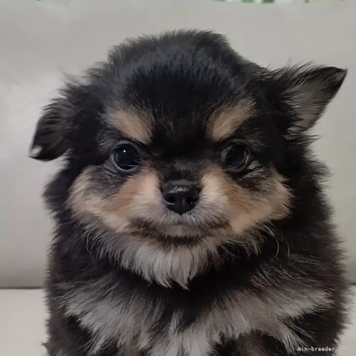 ID:2502-05617の子犬