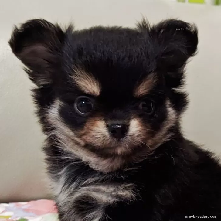 ID:2505-06275の子犬