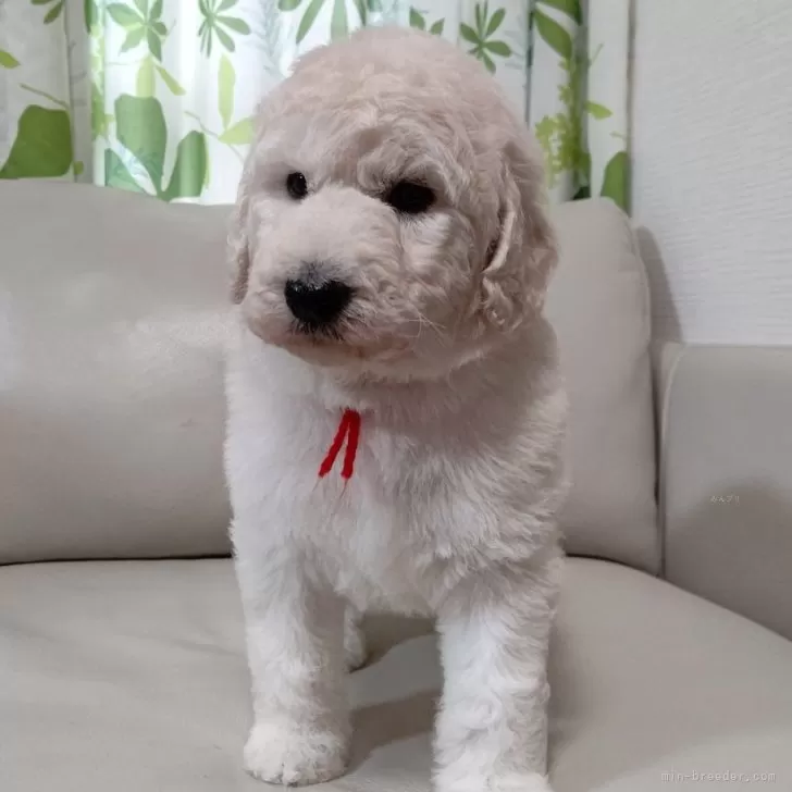 ID:2412-03810の子犬