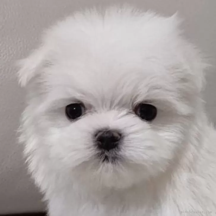 ID:2503-00706の子犬