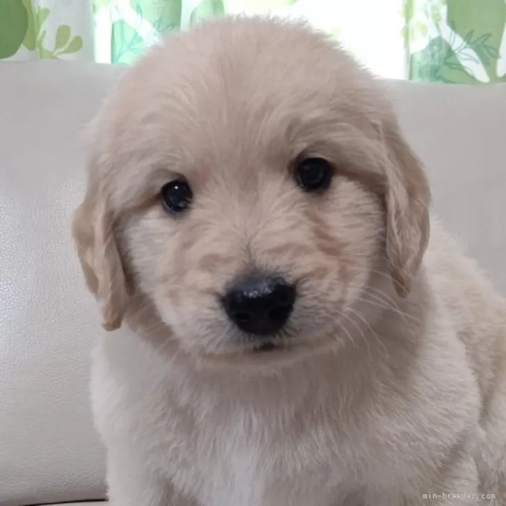 ID:2502-04527の子犬