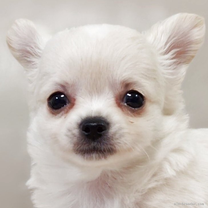 ブリーダー画像