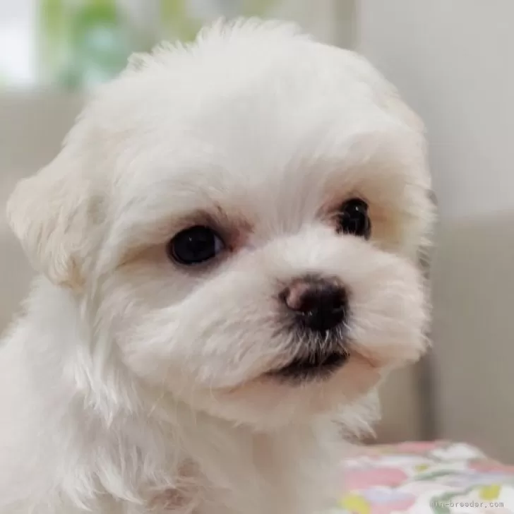 ID：2506-02721の子犬