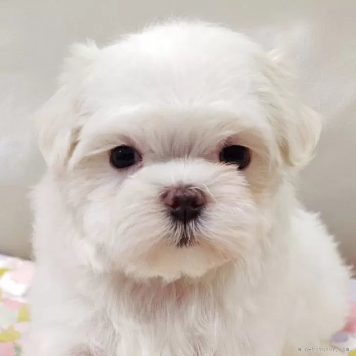 ID:2506-08142の子犬