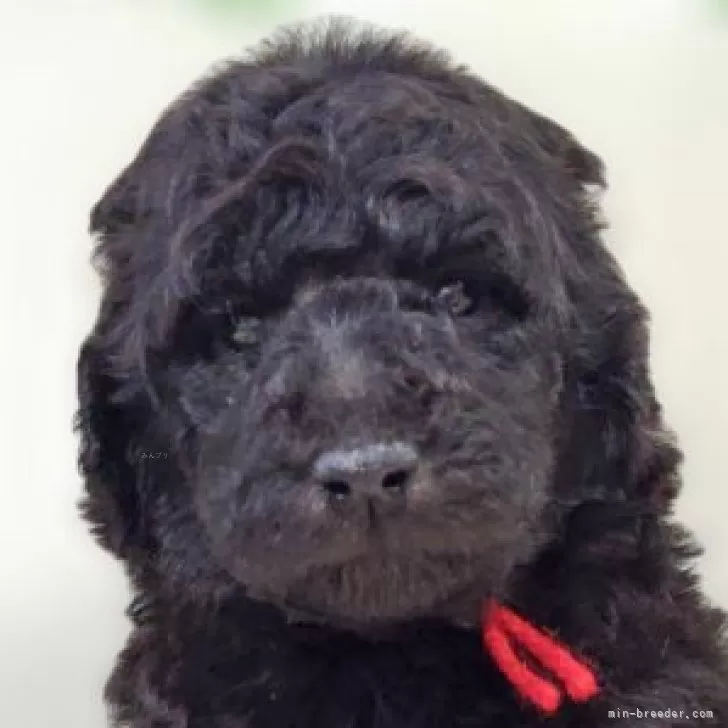 スタンダードプードル【兵庫県・女の子・2025年10月2日・グレー】の写真1