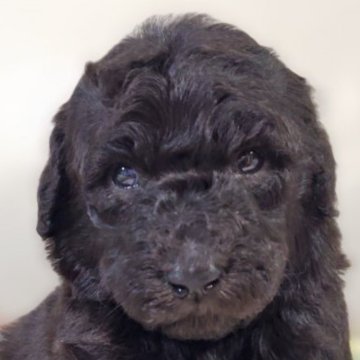 スタンダードプードル【兵庫県・男の子・2025年10月2日・グレー】の写真「兄妹で唯一のグレーの男の子です☆」