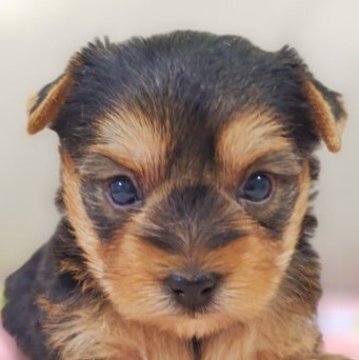 ヨークシャーテリア【兵庫県・女の子・2025年9月30日・スチールブルー&タン】の写真「小さいけど、元気いっぱいの女の子です☆」