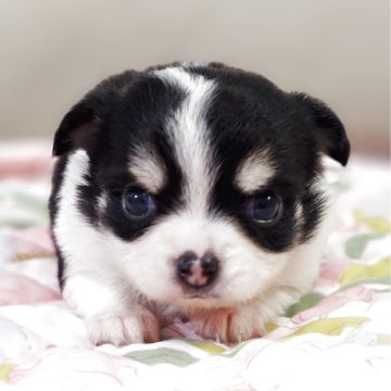 チワワ(ロング)【兵庫県・男の子・2025年11月8日・ホワイト·ブラック&クリーム】の写真「ちょっとシャイな男の子です☆」