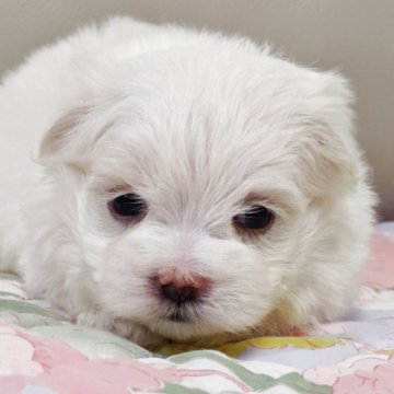 マルチーズ【兵庫県・女の子・2025年10月12日・ホワイト】の写真「モコモコした被毛の女の子です☆」