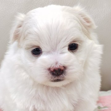 マルチーズ【兵庫県・男の子・2025年10月12日・ホワイト】の写真「モコモコした被毛の男の子です☆」