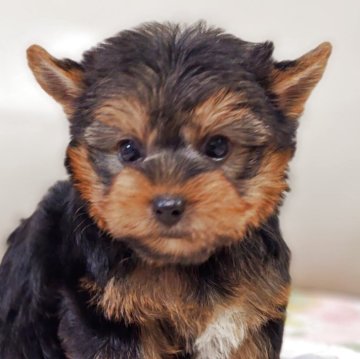 ヨークシャーテリア【兵庫県・男の子・2025年9月30日・スチールブルー&タン】の写真「小ぶりサイズの男の子です☆」