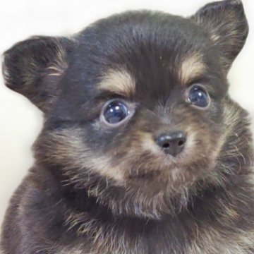 チワワ(ロング)【兵庫県・男の子・2025年10月1日・ブラッククリーム&ホワイト】の写真「とっても小さく元気な男の子です☆」