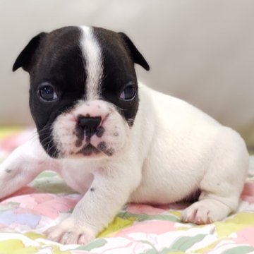 フレンチブルドッグ【兵庫県・女の子・2025年10月29日・パイド】の写真「黄リボン🎀ちゃん
柄のキレイな女の子です♡」