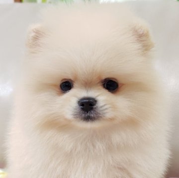 ポメラニアン【兵庫県・男の子・2025年9月28日・クリーム】の写真「しろくまくん🐻‍❄️②」