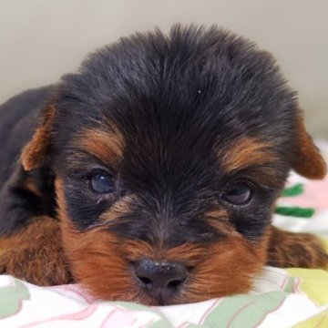 ヨークシャーテリア【兵庫県・男の子・2025年9月29日・スチールブルー&タン】の写真「緑リボン🎀くん」