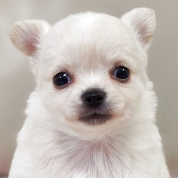 チワワ(ロング)【兵庫県・男の子・2025年10月1日・クリーム&ホワイト】の写真「とっても小さく元気な男の子です☆」