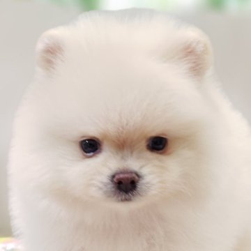 ポメラニアン【兵庫県・男の子・2025年9月28日・クリーム】の写真「しろくまくん🐻‍❄️③」