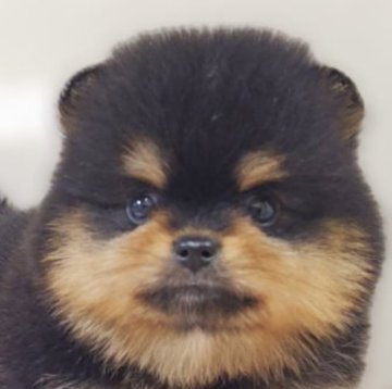 ポメラニアン【兵庫県・女の子・2025年9月28日・ブラック&タン】の写真「兄妹で唯一の女の子です♡」