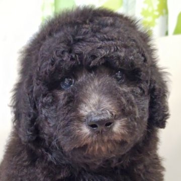 スタンダードプードル【兵庫県・女の子・2025年9月7日・グレー(シルバー)】の写真「11月3日までの掲載となります。
控えめな女の子」