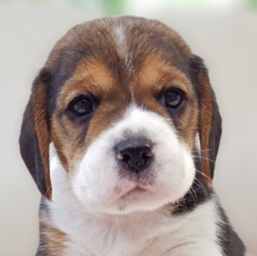 ビーグル【兵庫県・男の子・2025年10月2日・ブラックタン&ホワイト】の写真「緑リボン🎀くん」