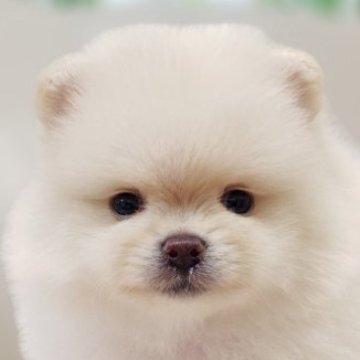 ポメラニアン【兵庫県・男の子・2025年9月28日・クリーム】の写真「しろくまくん🐻‍❄️③」