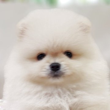 ポメラニアン【兵庫県・男の子・2025年9月28日・クリーム】の写真「しろくまくん🐻‍❄️①」