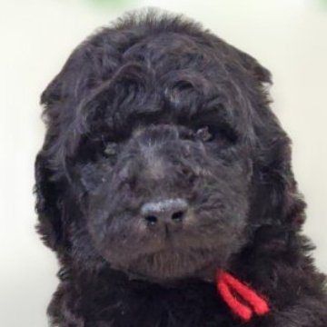 スタンダードプードル【兵庫県・女の子・2025年10月2日・グレー】の写真「赤リボン🎀ちゃん」