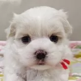 マルチーズ