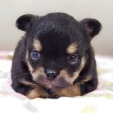 チワワ(ロング)