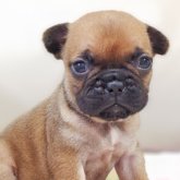 フレンチブルドッグ