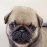 パグ