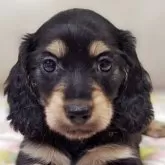 ミニチュアダックスフンド(ロング)【兵庫県・女の子・2025年9月10日・ブラック&イエロー】の写真1「写真更新しました☆」