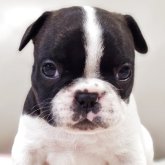 フレンチブルドッグ