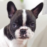 フレンチブルドッグ