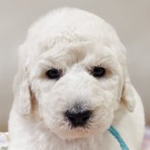 スタンダードプードル